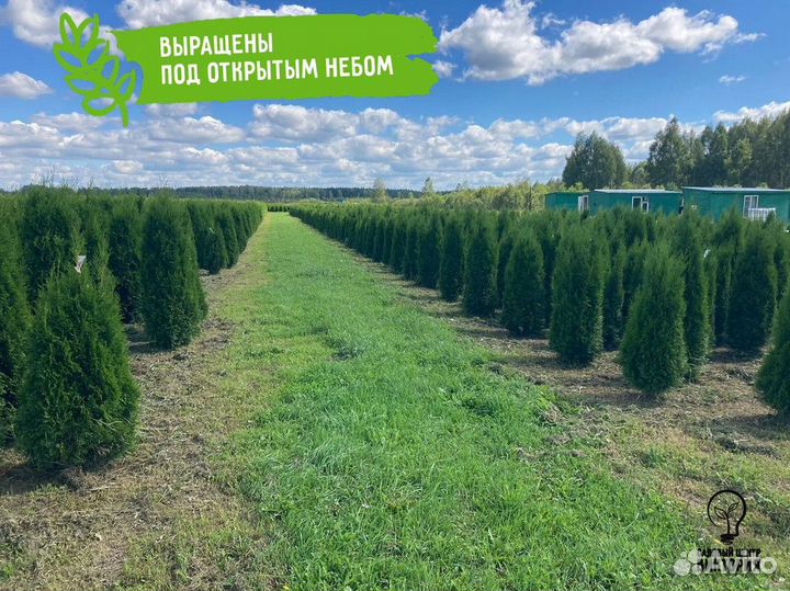 Саженцы хвойной Туи Смарагд 180-200 см