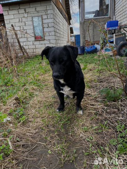 Собака девочка