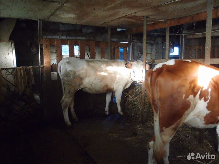 Телки стельные