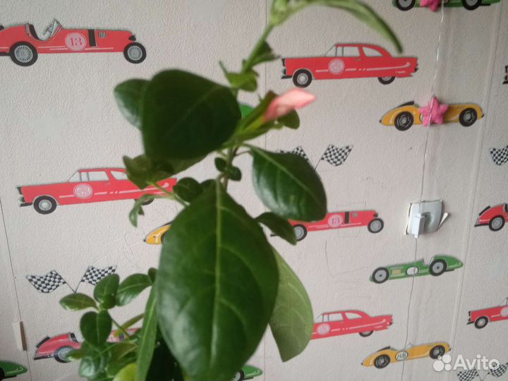 Барлерия красная