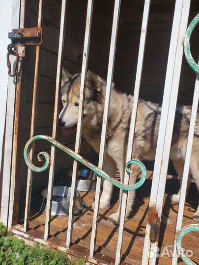 Хаска Сибирска