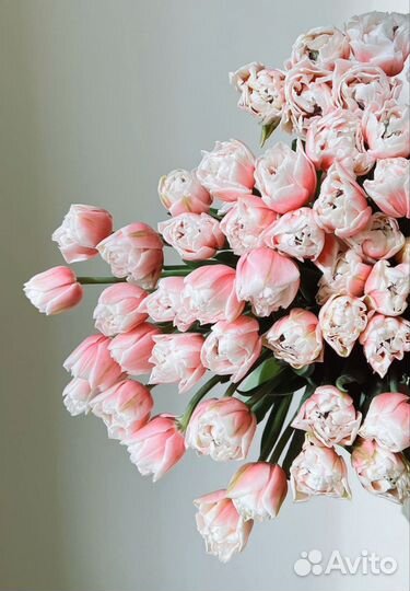 Тюльпаны к 8 марта розница