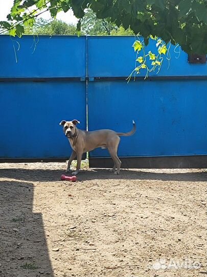 Американский питбультерьер вязка