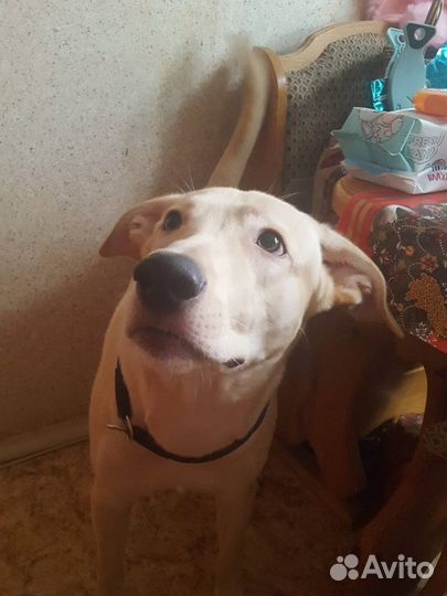 Золотой мальчик хочет в добрые и любящие руки