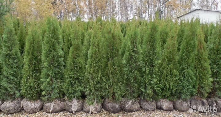Туя готова к посадке,адаптированная