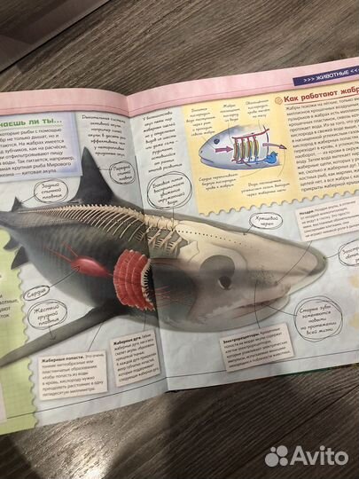 Детская энциклопедия