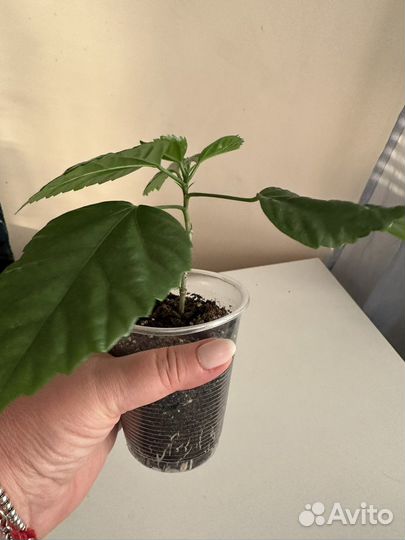 Гибискус,китайская роза. Красный махровый