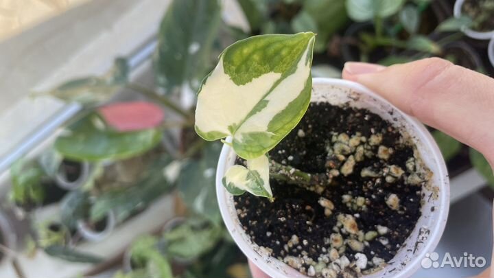 Эпипремнум биг вау