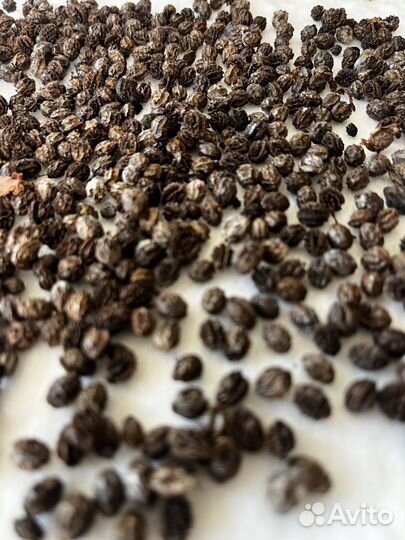 Папайя семена