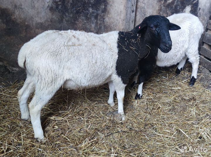 Баран на племя