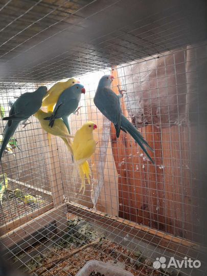 Ожереловый попугай