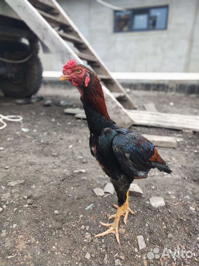 Бойцовский петух