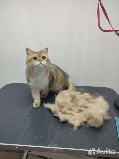 Груминг для кошек