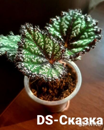 Бегония Сказка