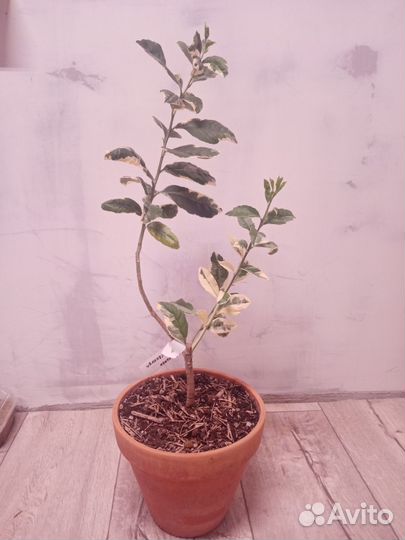 Лимон Сангвинеум вариегатный