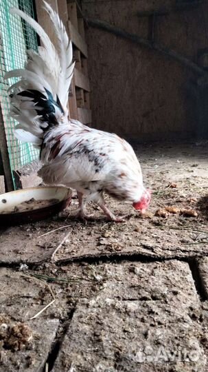 Петух,порода Бентамки