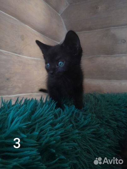 Шотландская