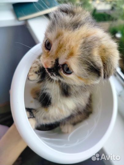 Котята скоттиш фолд