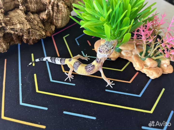 Малыши эублефары