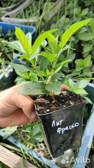 Гортензия Литл фреско