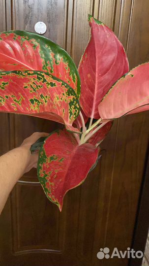 Аглаонемы сортовые