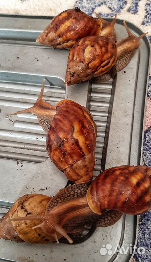 Улитки Ахатины