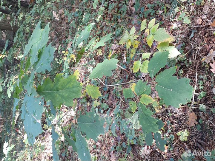 Канадский дуб