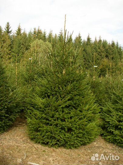 Ель Новогодняя / Сосна живая Оптом