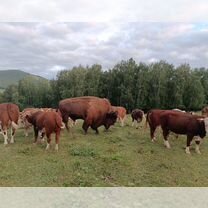 Фермерское хозяйство