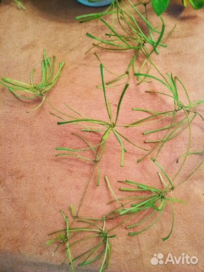 Хойи разные