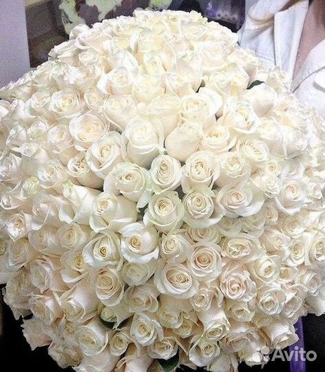 Розы Высокие 150см 160см 170см 180см 190см 2м