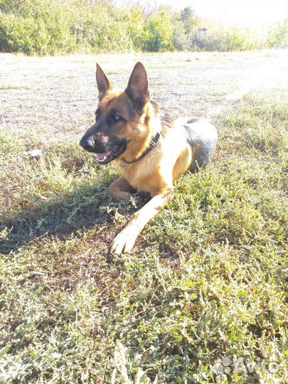 Вязка. Кобель