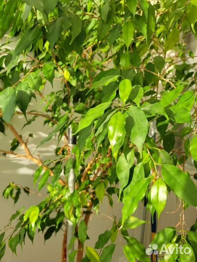 Фикус бенджамина