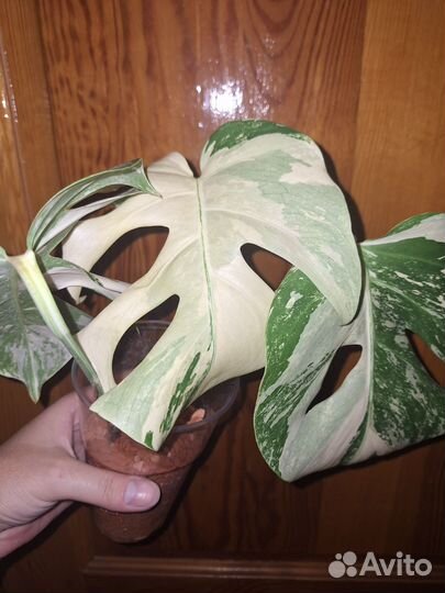Монстера Альба с фото
