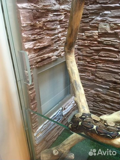 Террариум вертикальный