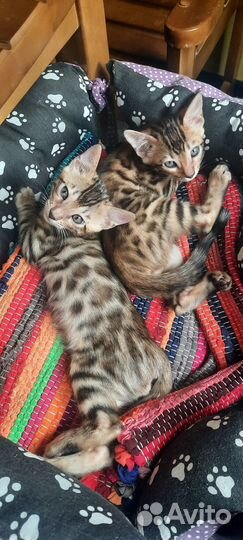 Бенгальские котята