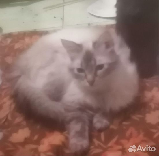Кошки и кот в добрые руки