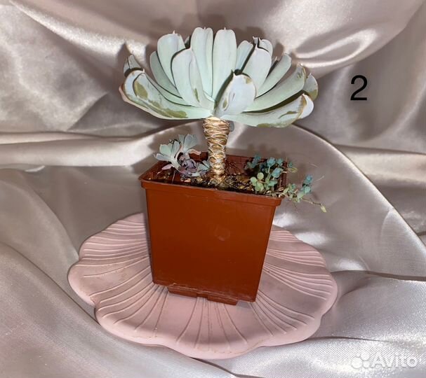 Эчеверия Топси Турви