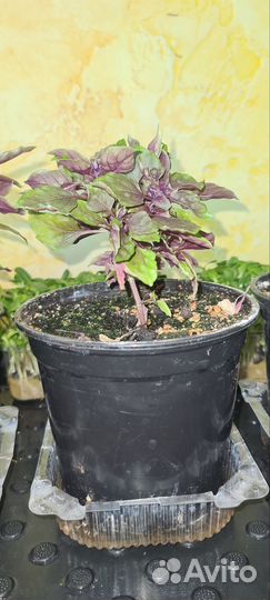 Базилик Пурпурный шар(мелколистный) многолетний