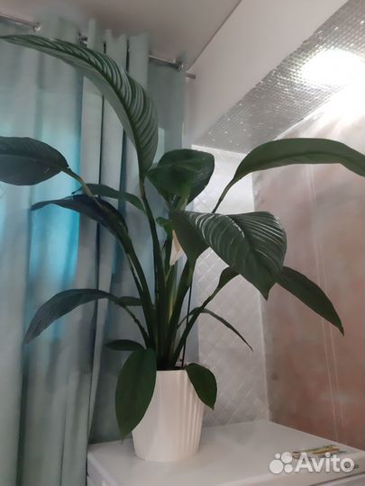 Спатифиллум Сенсация