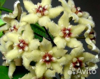 Хойи продажа