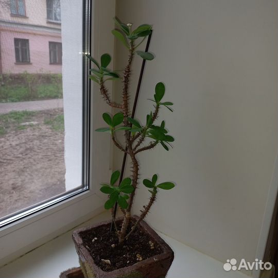 Фикус Тинеке, Диффинбахия, хатиора, бегония, Юкка