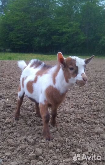 Козлик камеруно-нигерийский