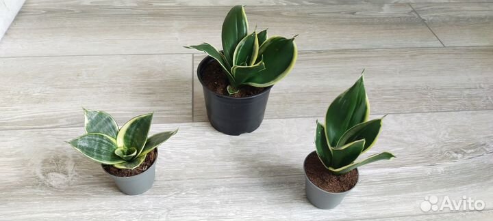 Сансевиерия сортовая