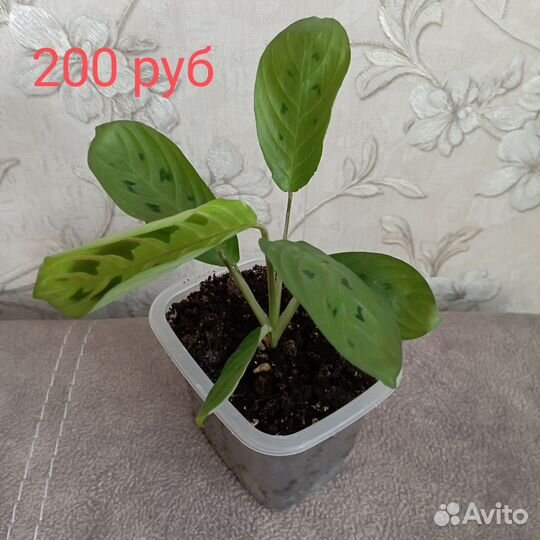 Черенки комнатных цветов