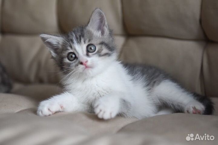 Котенок -мальчик, 1 месяц
