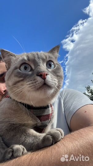 Вязка кошек