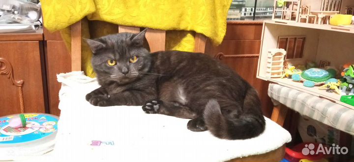 Британский кот вязка