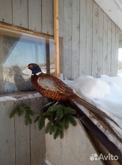 Самец охотничьего фазана