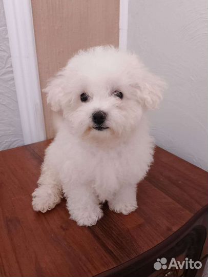 Девочка с выставкой